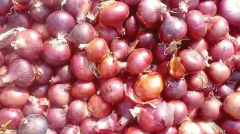 ارتفاع أسعار البصل