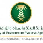 تذكير هام من وزارة البيئة والمياه والزراعة: مهلة مجانية لتسجيل الإبل إلكترونيًا!